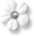 white flower